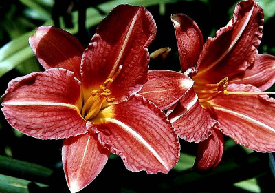 Day Lily - Day Break Rose