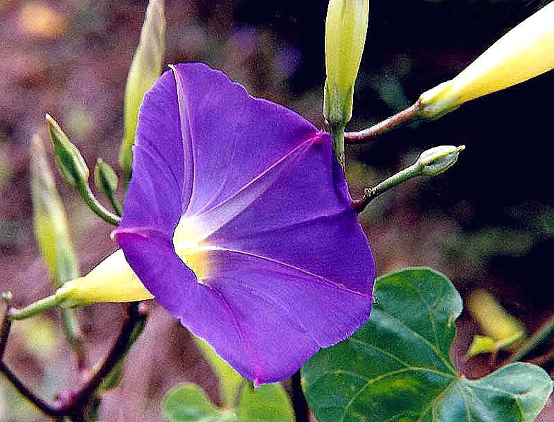 19 ipomoea indica     morning glory 8002