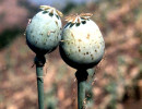 20 opium poppy in burma 2 800