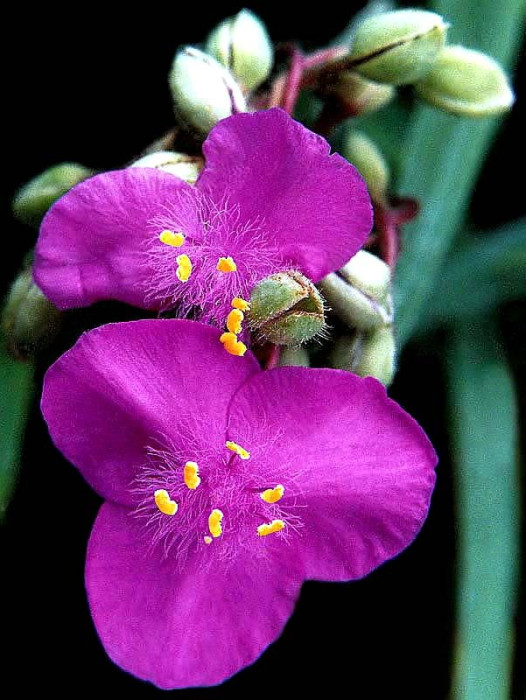 25 spiderwort. . . tradescantia virginiana 800