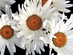 27 gerbera daisy . . . gerbera sp. 800