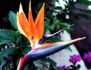 31 bird of paradise from nicaragua  2  800