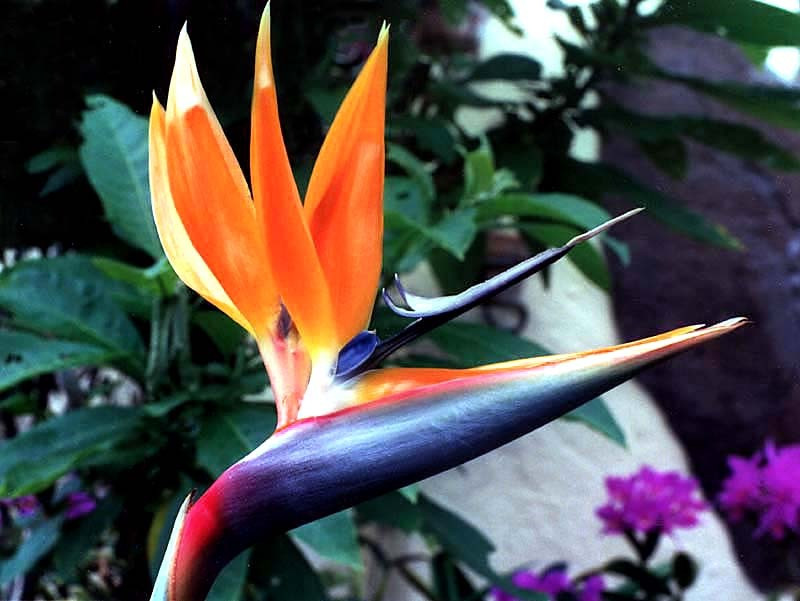 31 bird of paradise from nicaragua  2  800