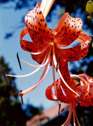 34 turks cap lily  lilium superbum  800