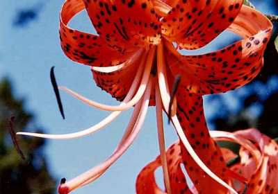 Turks Cap Lily