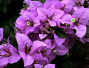 38 bougainvilla from malaysia 800