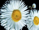 50 philadelphia flaebane . . . erigeron philadelphicus 800