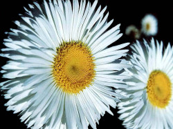 50 philadelphia flaebane . . . erigeron philadelphicus 800