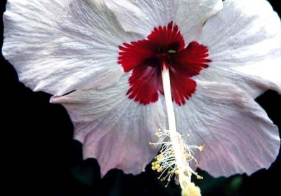 Hibiscus
