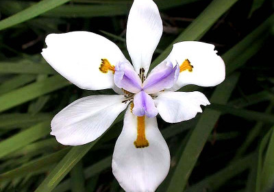 Dietes iridiodes