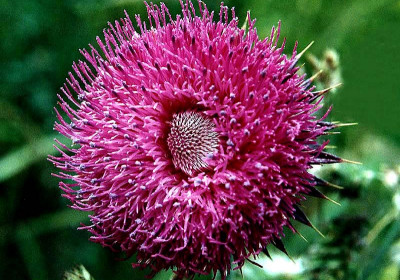Thistle