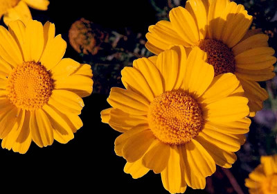 Calendula officinalis
