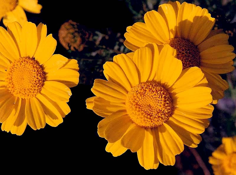 60 calendula officinalis in south korea 800