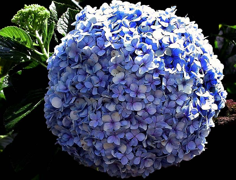 65 hydrangea flower photogrpahed in australia 800