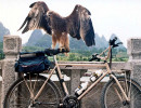 eagle bike 800