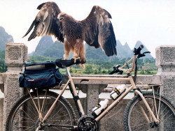eagle bike 800