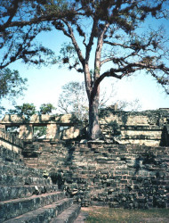 44 stone steps at the ruins of copan