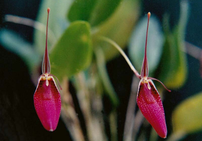 Masdevallia