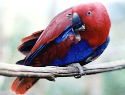 blue parrot