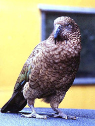 kea