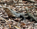 male and female iguanas