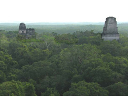 41 temples towering above the canopy